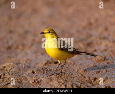 Giallino, Motacilla flava, singolo uccello sul pavimento, Warwickshire, aprile 2021 Foto Stock