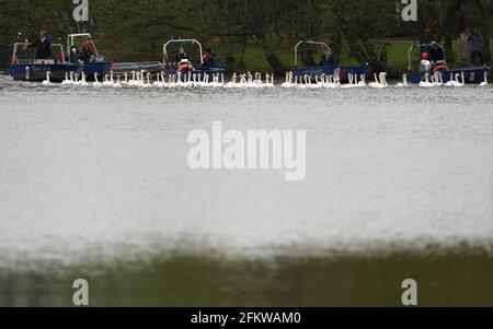 Amburgo, Germania. 04 maggio 2021. I cigni dell'Alster sono accompagnati da barche verso l'Alster esterno. Ogni anno, gli animali vengono riportati dai loro quartieri invernali presso lo stagno del mulino di Eppendorf all'Alster e alle sue braccia laterali. Credit: Marco Brandt/dpa/Alamy Live News Foto Stock