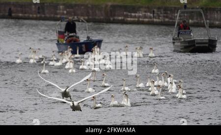 Amburgo, Germania. 04 maggio 2021. I cigni dell'Alster sono accompagnati da barche verso l'Alster esterno. Ogni anno, gli animali vengono riportati dai loro quartieri invernali presso lo stagno del mulino di Eppendorf all'Alster e alle sue braccia laterali. Credit: Marco Brandt/dpa/Alamy Live News Foto Stock