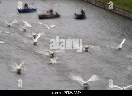 Amburgo, Germania. 04 maggio 2021. I cigni dell'Alster sono accompagnati da barche verso l'Alster esterno. Ogni anno, gli animali vengono riportati dai loro quartieri invernali presso lo stagno del mulino di Eppendorf all'Alster e alle sue braccia laterali. Credit: Marco Brandt/dpa/Alamy Live News Foto Stock