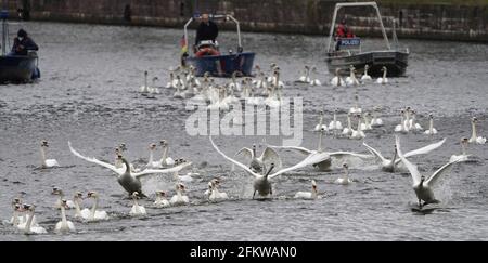 Amburgo, Germania. 04 maggio 2021. I cigni dell'Alster sono accompagnati da barche verso l'Alster esterno. Ogni anno, gli animali vengono riportati dai loro quartieri invernali presso lo stagno del mulino di Eppendorf all'Alster e alle sue braccia laterali. Credit: Marco Brandt/dpa/Alamy Live News Foto Stock