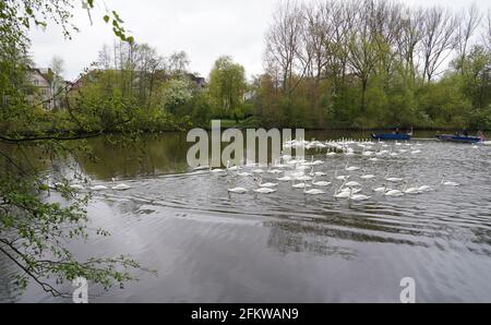 Amburgo, Germania. 04 maggio 2021. I cigni dell'Alster sono accompagnati da barche verso l'Alster esterno. Ogni anno, gli animali vengono riportati dai loro quartieri invernali presso lo stagno del mulino di Eppendorf all'Alster e alle sue braccia laterali. Credit: Marco Brandt/dpa/Alamy Live News Foto Stock