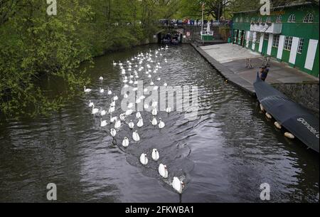 Amburgo, Germania. 04 maggio 2021. I cigni dell'Alster nuotano sull'Alster verso l'Alster esterno. Ogni anno, gli animali vengono riportati dai loro quartieri invernali presso lo stagno del mulino di Eppendorf all'Alster e alle sue braccia laterali. Credit: Marco Brandt/dpa/Alamy Live News Foto Stock