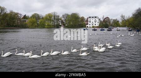 Amburgo, Germania. 04 maggio 2021. I cigni dell'Alster sono accompagnati da barche verso l'Alster esterno. Ogni anno, gli animali vengono riportati dai loro quartieri invernali presso lo stagno del mulino di Eppendorf all'Alster e alle sue braccia laterali. Credit: Marco Brandt/dpa/Alamy Live News Foto Stock