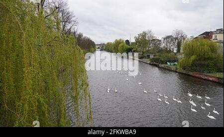 Amburgo, Germania. 04 maggio 2021. I cigni dell'Alster nuotano sull'Alster verso l'Alster esterno. Ogni anno, gli animali vengono riportati dai loro quartieri invernali presso lo stagno del mulino di Eppendorf all'Alster e alle sue braccia laterali. Credit: Marco Brandt/dpa/Alamy Live News Foto Stock