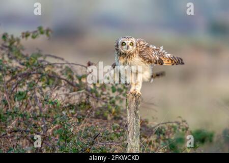 Gufo dalle orecchie corte Asio flammeus arroccato gambe stretching e piume tremanti su palo di legno accanto a cespugli di bramble. Francia, Europa Foto Stock