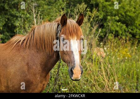 Bel cavallo in giardino. Horse da vicino Foto Stock