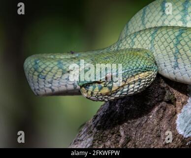 Un serpente molto velenoso ed endemico Sabah Pit Viper Bornean Keheled Pit Vipe con sfondo verde natura Foto Stock