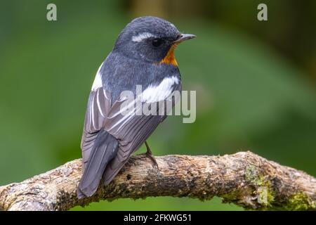 Un uccello migratore (Mugimaki Flycatcher) Sul ramo trovato in Sabah Borneo Foto Stock