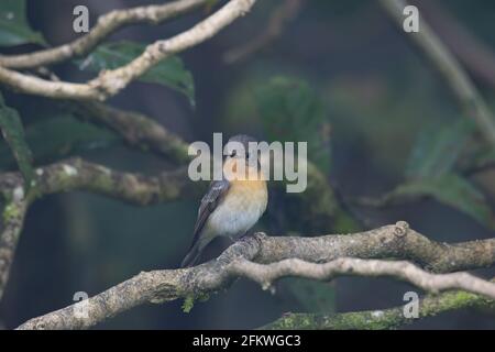 Un uccello migratore (Mugimaki Flycatcher) Sul ramo trovato in Sabah Borneo Foto Stock