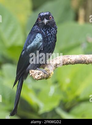 Natura fauna selvatica immagine di bronzo Drongo uccello (Dicrurus aeneus) su perch Foto Stock