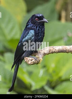 Natura fauna selvatica immagine di bronzo Drongo uccello (Dicrurus aeneus) su perch Foto Stock