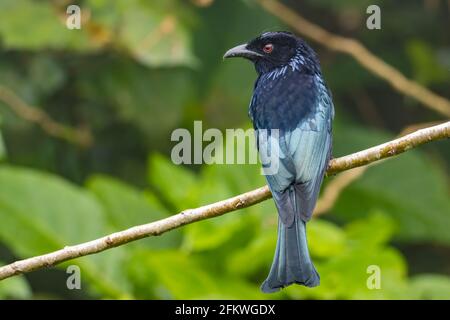 Natura fauna selvatica immagine di bronzo Drongo uccello (Dicrurus aeneus) su perch Foto Stock