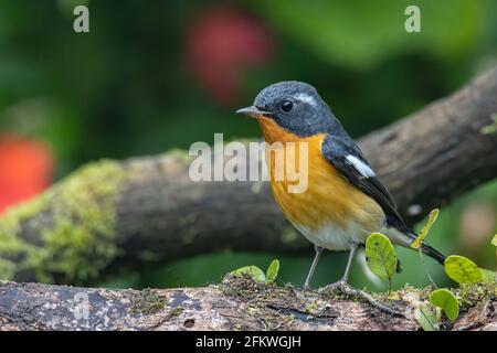 Un uccello migratore (Mugimaki Flycatcher) Sul ramo trovato in Sabah Borneo Foto Stock