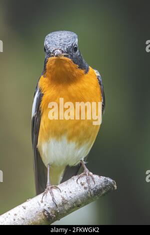 Un uccello migratore (Mugimaki Flycatcher) Sul ramo trovato in Sabah Borneo Foto Stock