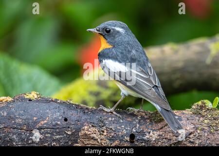 Un uccello migratore (Mugimaki Flycatcher) Sul ramo trovato in Sabah Borneo Foto Stock