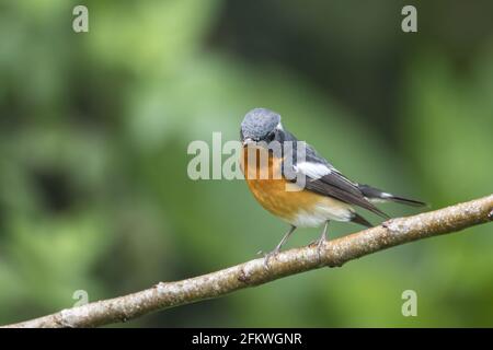 Un uccello migratore (Mugimaki Flycatcher) Sul ramo trovato in Sabah Borneo Foto Stock