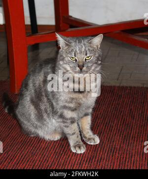 Bel gatto in casa Foto Stock