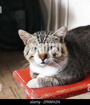 Bel gatto in casa Foto Stock