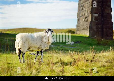 Pecore che pascolano sotto il viadotto Ribblehead, situato nel North Yorkshire. Alimentazione delle pecore nei prati dell'Inghilterra in autunno. Attrazioni turistiche a Yorkshire da Foto Stock