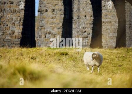 Pecore che pascolano sotto il viadotto Ribblehead, situato nel North Yorkshire. Alimentazione delle pecore nei prati dell'Inghilterra in autunno. Attrazioni turistiche a Yorkshire da Foto Stock
