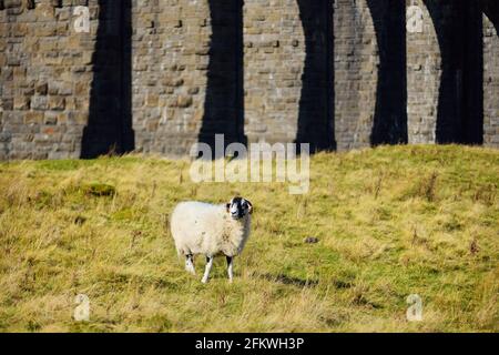 Pecore che pascolano sotto il viadotto Ribblehead, situato nel North Yorkshire. Alimentazione delle pecore nei prati dell'Inghilterra in autunno. Attrazioni turistiche a Yorkshire da Foto Stock