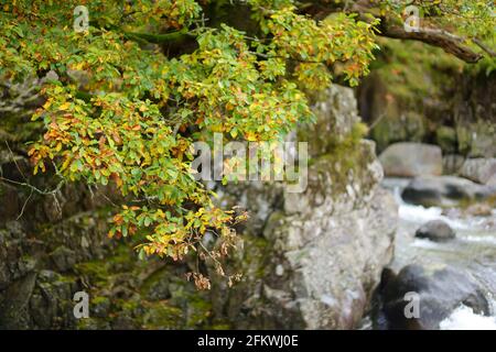 Acque selvagge di Stonethwaite Beck, un piccolo fiume formato alla confluenza di Langstrath Beck e Greenup Gill sotto Eagle Crag. Esplorare bello n Foto Stock