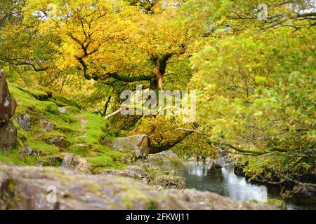 Acque selvagge di Stonethwaite Beck, un piccolo fiume formato alla confluenza di Langstrath Beck e Greenup Gill sotto Eagle Crag. Esplorare bello n Foto Stock