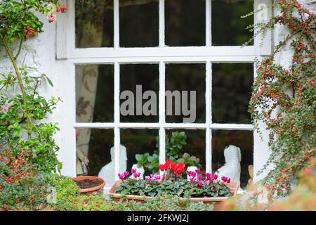 Case del villaggio di Stonethwaite, splendidamente decorate con fiori e verde. Piccolo villaggio situato nella valle del Beck Stonethwaite. Esplorativo Foto Stock