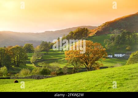 Infiniti pascoli lussureggianti e terreni agricoli dell'Inghilterra. Bella campagna inglese con campi e prati verde smeraldo. Paesaggio rurale al tramonto. Foto Stock