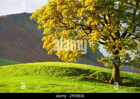 Infiniti pascoli lussureggianti e terreni agricoli dell'Inghilterra. Bella campagna inglese con campi e prati verde smeraldo. Paesaggio rurale al tramonto. Foto Stock