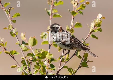 Lapponia longspur o Lapponia, Calcarius lapponicus, singolo adulto appollaiato in albero, Narsarsuaq, Groenlandia Foto Stock