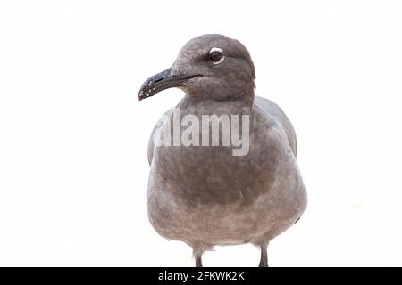 Gabbiano lavico, Leucofausfuliginosus, singolo adulto che si erge sulla spiaggia sabbiosa, Isole Galapagos Foto Stock