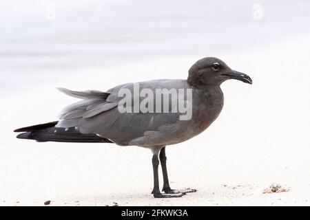 Gabbiano lavico, Leucofausfuliginosus, singolo adulto che si erge sulla spiaggia sabbiosa, Isole Galapagos Foto Stock