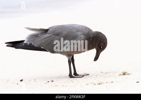 Gabbiano lavico, Leucofausfuliginosus, singolo adulto che si erge sulla spiaggia sabbiosa, Isole Galapagos Foto Stock