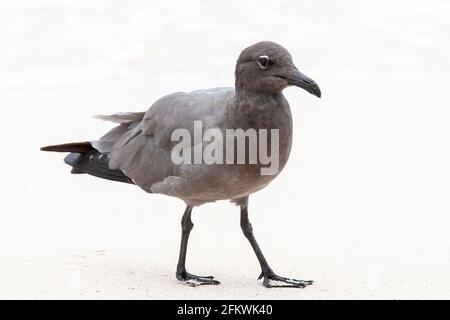 Gabbiano lavico, Leucofausfuliginosus, singolo adulto che si erge sulla spiaggia sabbiosa, Isole Galapagos Foto Stock