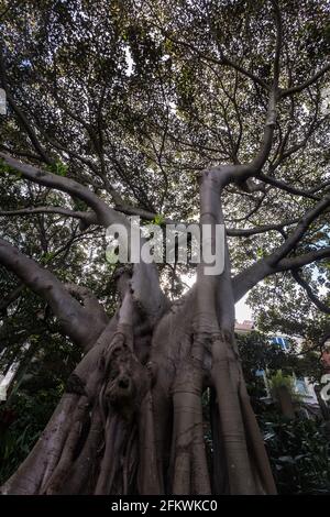 Wendy Whiteley's Secret Garden sulla riva nord inferiore del porto di Sydney. E' aperto al pubblico per passeggiate, picnic e vedute generali del porto. Wend Foto Stock