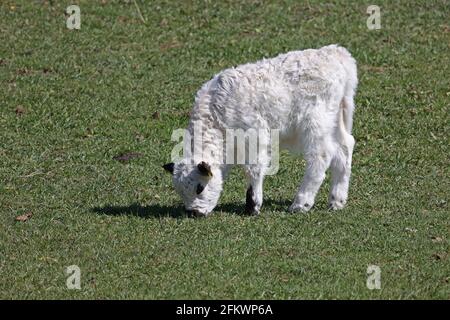 Il vitello bianco poggia su un prato verde Foto Stock