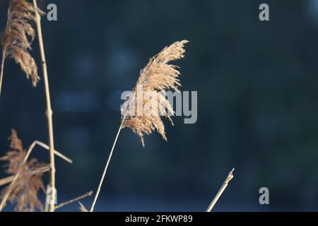 Pettine asciutto sul lago, strato di lamella, semi di lamella Foto Stock