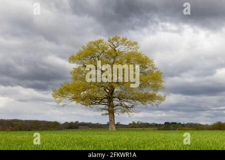 L'albero solitario di quercia in un campo di grano giovane spara contro un cielo nuvoloso in primavera. Hertfordshire. REGNO UNITO Foto Stock