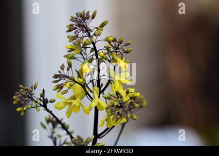 Kohlrabi-cavolo in fiore giallo da vicino Foto Stock