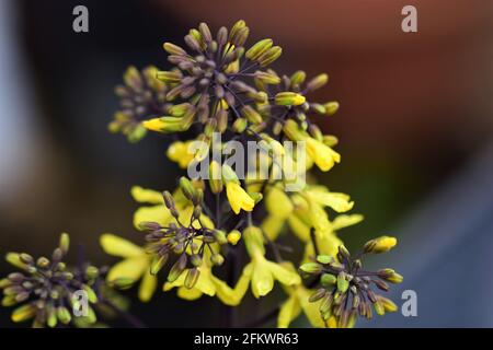 Kohlrabi-cavolo in fiore giallo da vicino Foto Stock