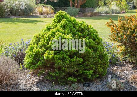 Picea glauca var.albertiana lauren o abete bianco, un cono a lenta crescita a forma di nana conifere albero Foto Stock
