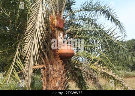 Modo tradizionale di raccogliere il liquore Toddy desi o il vino di palma della TRIBÙ DESIA KONDHA del villaggio di Lanjigadh in Odisha, India Foto Stock