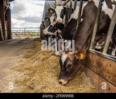 giovenche da latte che mangiano Foto Stock