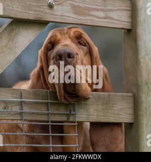 cane bloodhound guardando attraverso un cancello Foto Stock