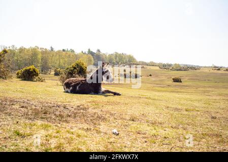 Asino prendere il sole al Canada Common nella New Forest National parcheggio Foto Stock