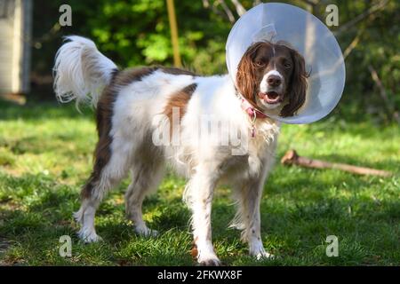 English springer spaniel cane fuori con ferita del piede che indossa il cono della vergogna per fermare la sua masticazione la zampa. Foto Stock