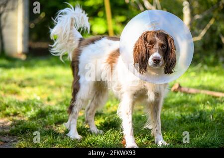 English springer spaniel cane fuori con ferita del piede che indossa il cono della vergogna per fermare la sua masticazione la zampa. Foto Stock