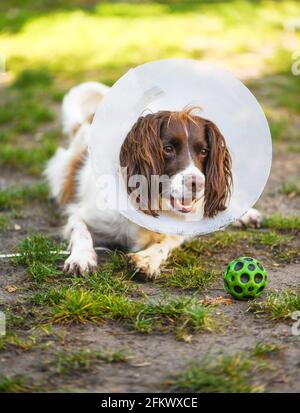 English springer spaniel cane fuori con ferita del piede che indossa il cono della vergogna per fermare la sua masticazione la zampa. Foto Stock